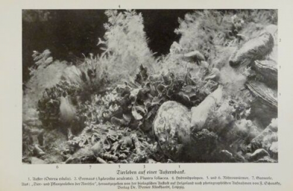 1926 - Tierleben auf einer Austernbank / Herzmuschel, ... - alter Druck